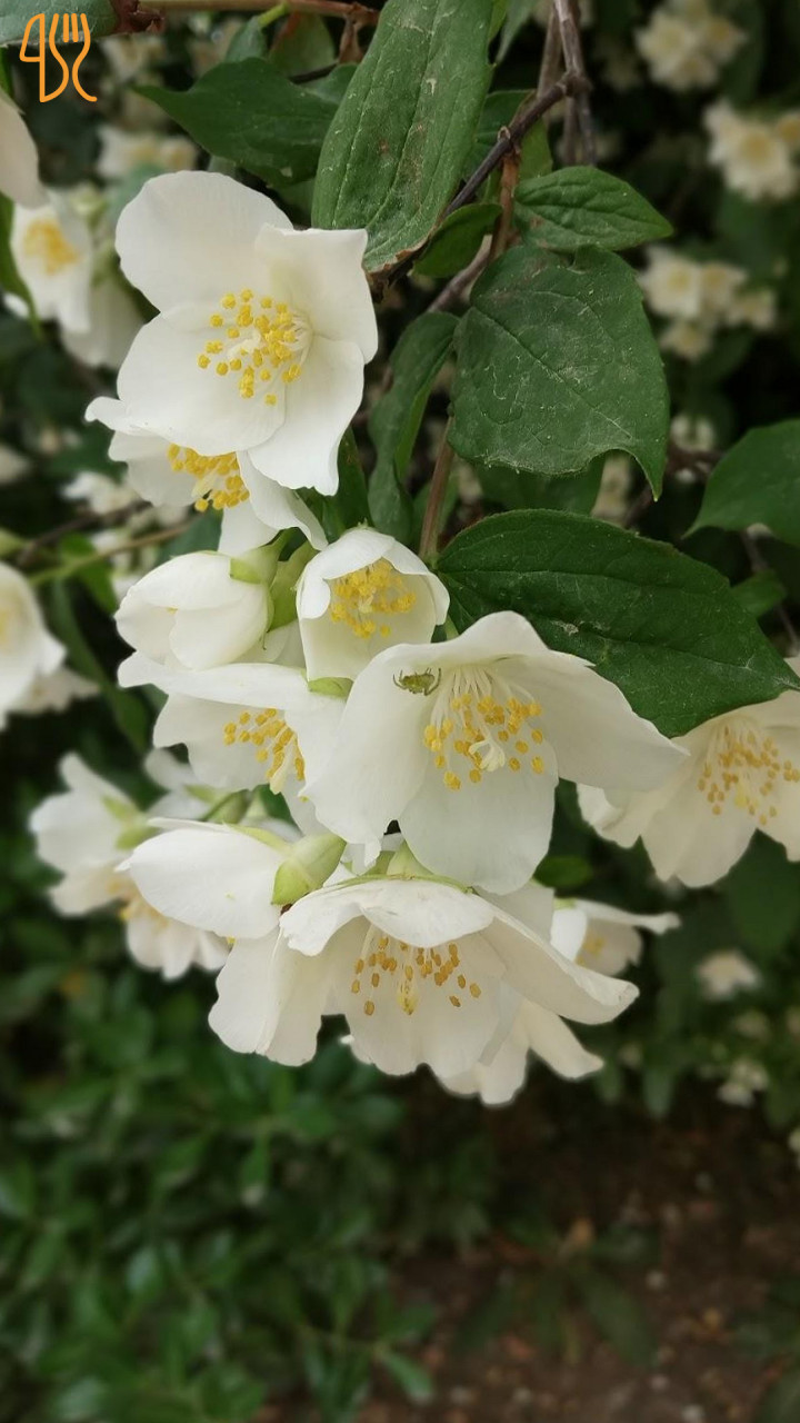 Байдарский дворик